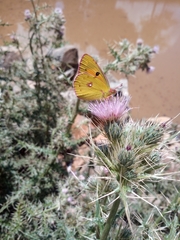 Colias fieldii