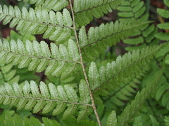 Dryopteris hondoensis