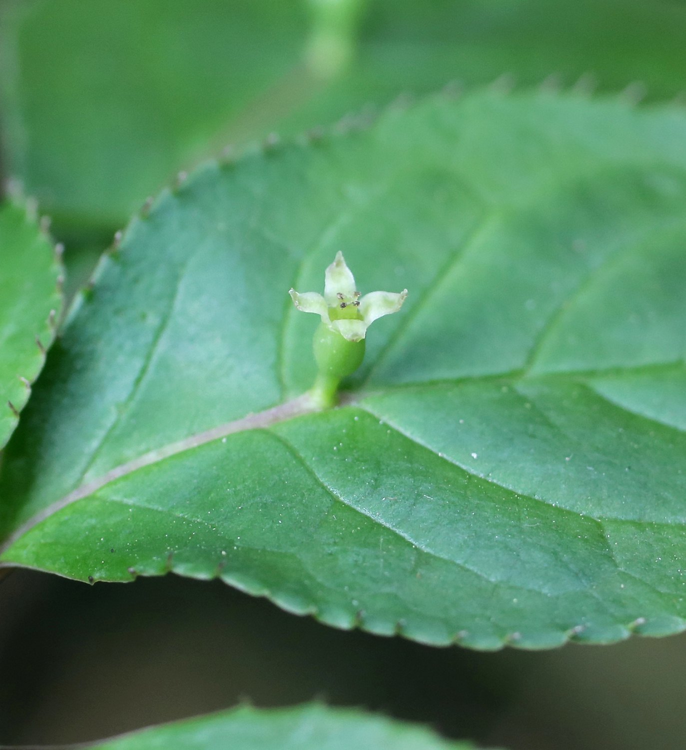 Helwingiaceae