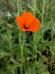 Papaver heterophyllum