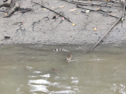 Saltwater Crocodile