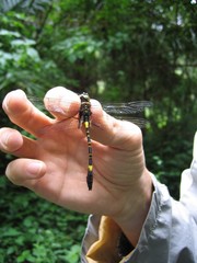 Phyllomacromia contumax