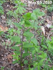 Smilax nipponica