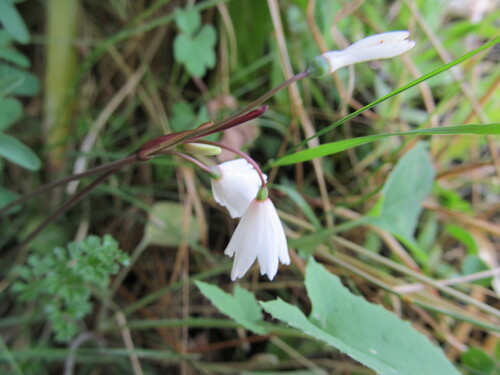 Autumn snowflake (Acis autumnalis)