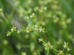 Juncus prismatocarpus leschenaultii