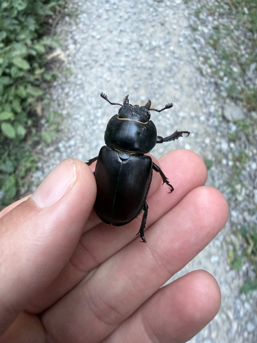 European Stag Beetle