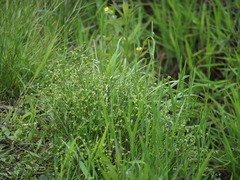 Juncus prismatocarpus leschenaultii