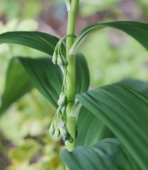 Polygonatum falcatum