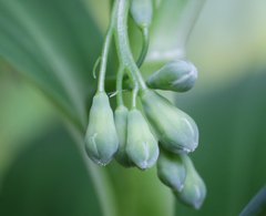 Polygonatum falcatum