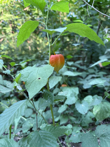 Japanese-lantern