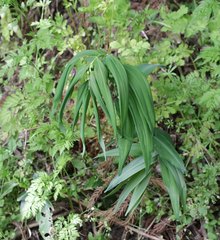 Polygonatum falcatum