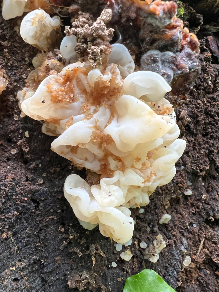 white jelly fungus · August 2026 · photo: Photo: no rights reserved · iNaturalist