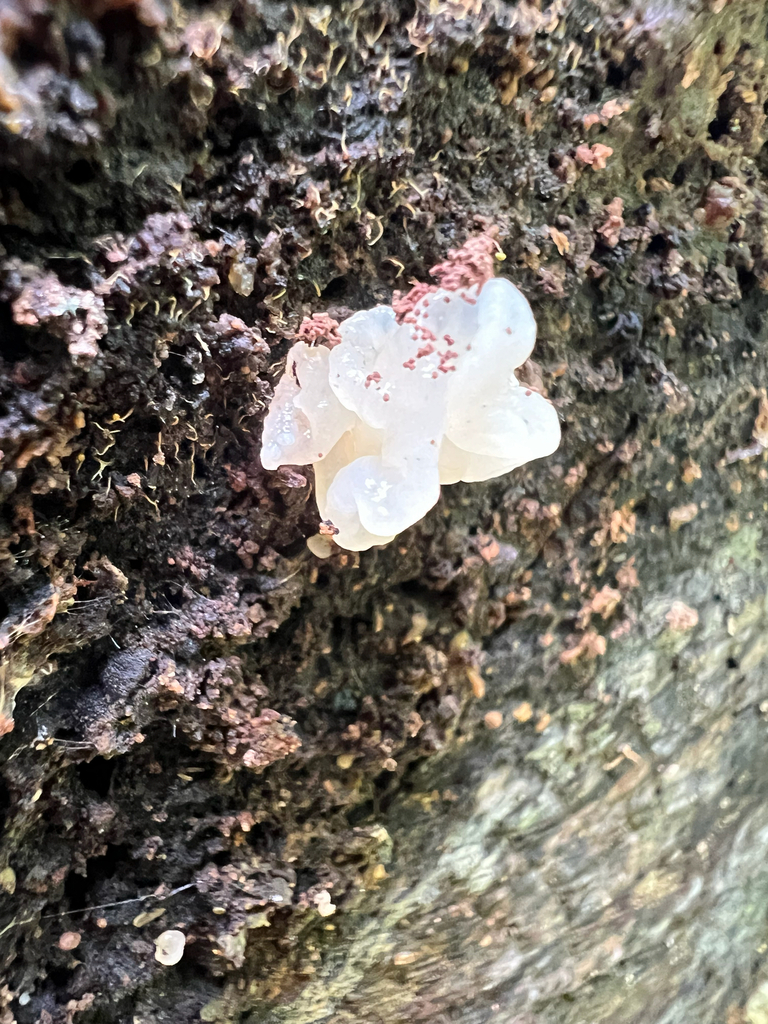 white jelly fungus · August 2026 · photo: Photo: no rights reserved · iNaturalist