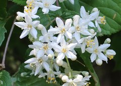 Deutzia scabra