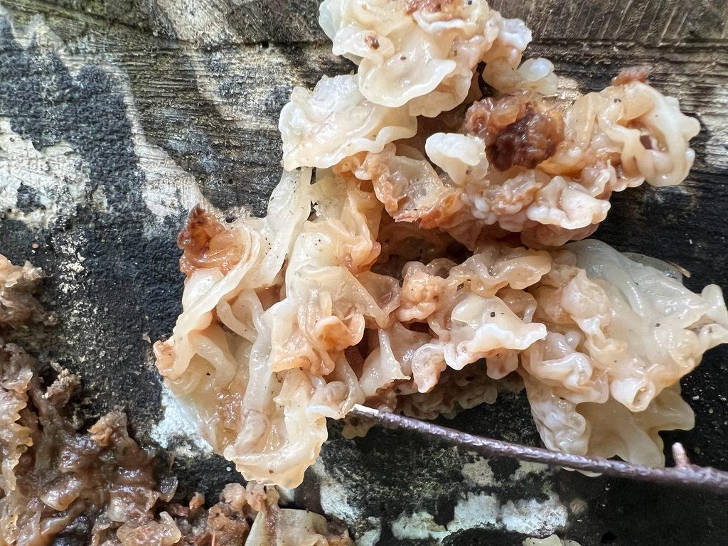 white jelly fungus · August 2026 · photo: Photo: no rights reserved · iNaturalist