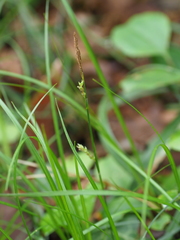 Carex pisiformis
