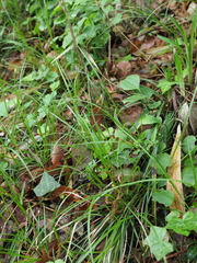 Carex pisiformis