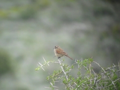 Emberiza capensis