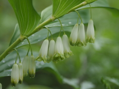 Polygonatum falcatum