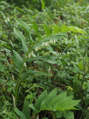 Polygonatum falcatum