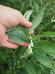 Polygonatum falcatum