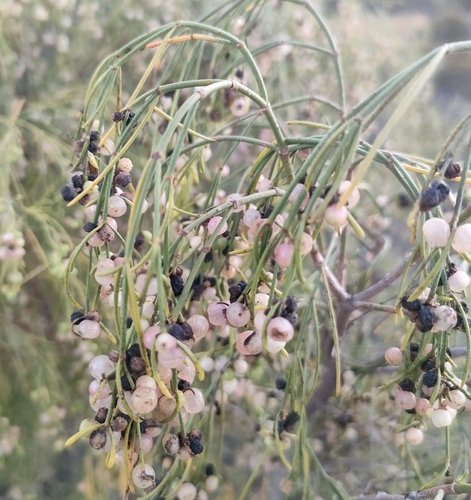 Plocama pendula, 2026-08-07
