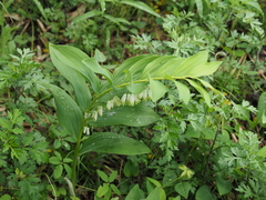 Polygonatum falcatum