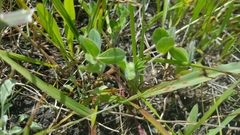 Trifolium amoenum