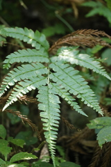 Arachniodes rhomboidea