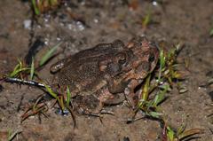 Anaxyrus fowleri