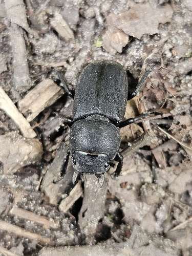 Lesser Stag Beetle