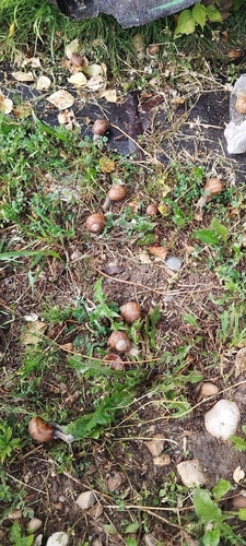 Roman Snail