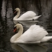 True Swans - Photo (c) Ferran Turmo Gort, some rights reserved (CC BY-NC-SA)