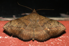 Anticarsia rubricans