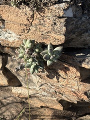 Pachyphytum compactum