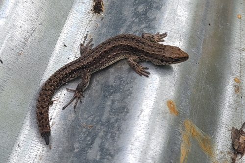 Viviparous Lizard