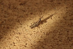 Monistria discrepans