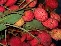 Nephelium hypoleucum