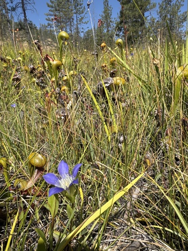 Gentiana setigera, photograph 3
