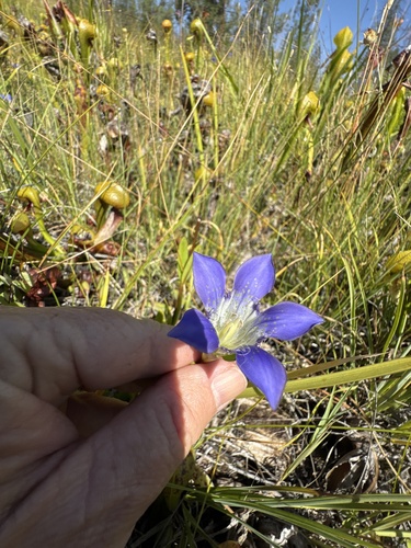 Gentiana setigera, photograph 2