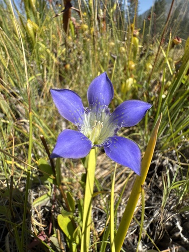 Gentiana setigera, photograph 1