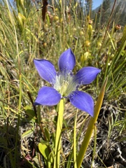 Gentiana setigera
