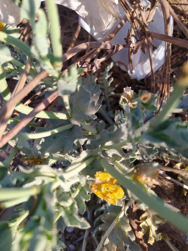 Yellow Horned Poppy