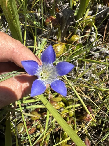 Gentiana setigera, photograph 4