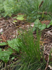 Carex lanceolata