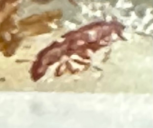 Tribolium castaneum observed 2026-08-07