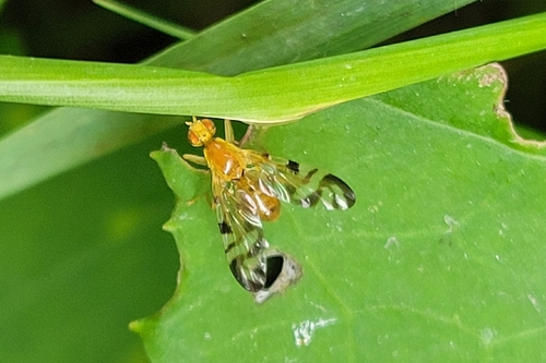 Coltsfoot Fly