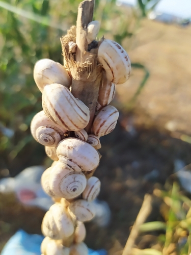 White Italian Snail