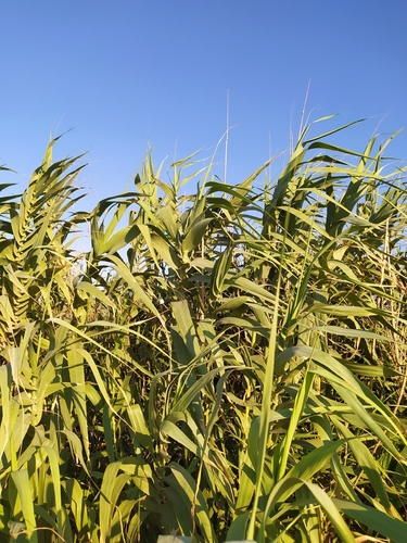giant reed