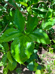 Xanthosoma wendlandii